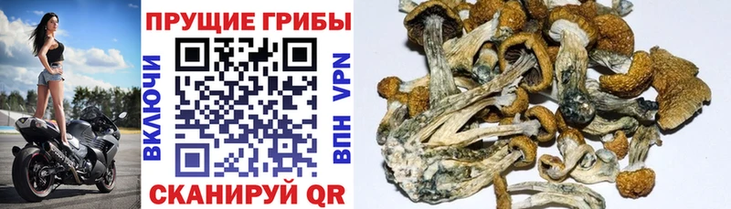 закладка  Мышкин  Псилоцибиновые грибы мухоморы 